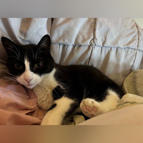 Meet your Posher, Adele - Picture 2 of 3